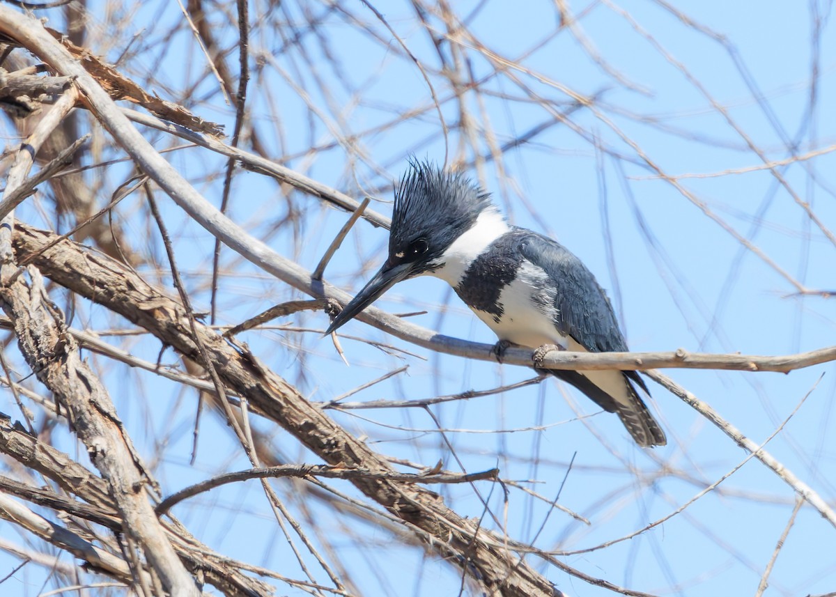 Belted Kingfisher - ML616885628