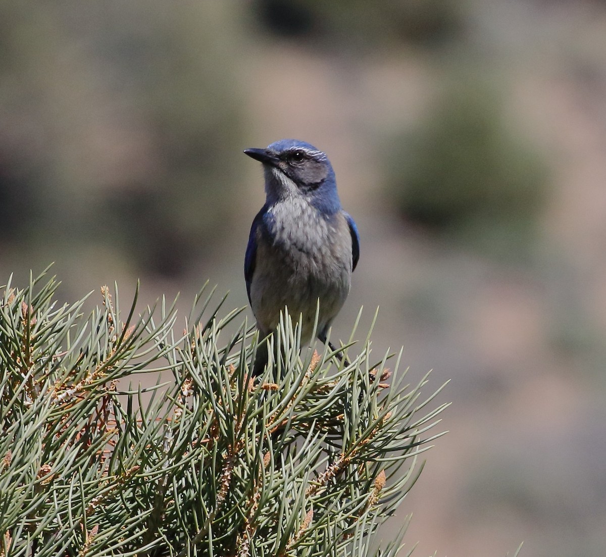 Woodhouse's Scrub-Jay - ML616885633