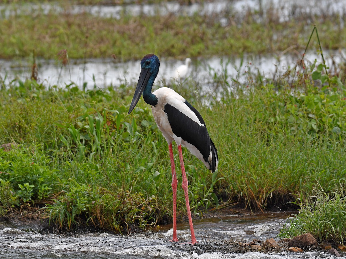Black-necked Stork - ML616885637
