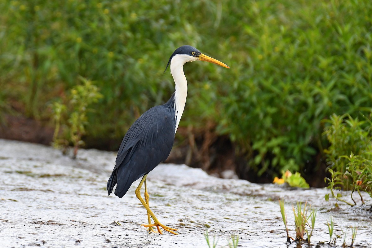 Pied Heron - ML616885647