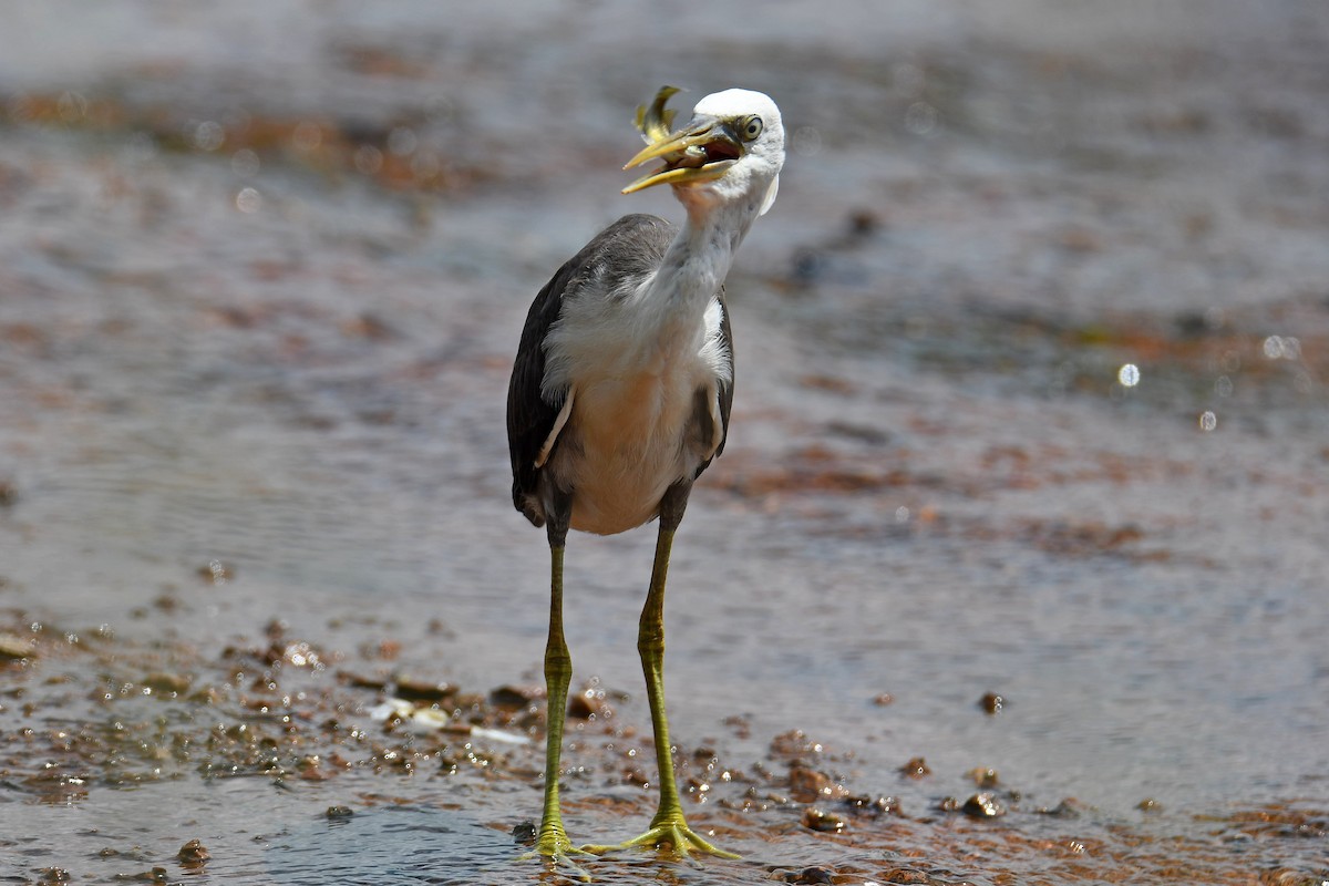 Pied Heron - ML616885649