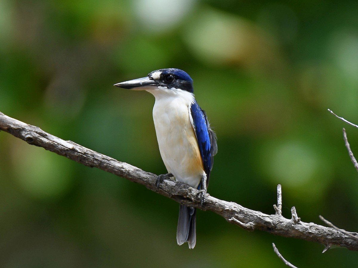 Forest Kingfisher - ML616885665