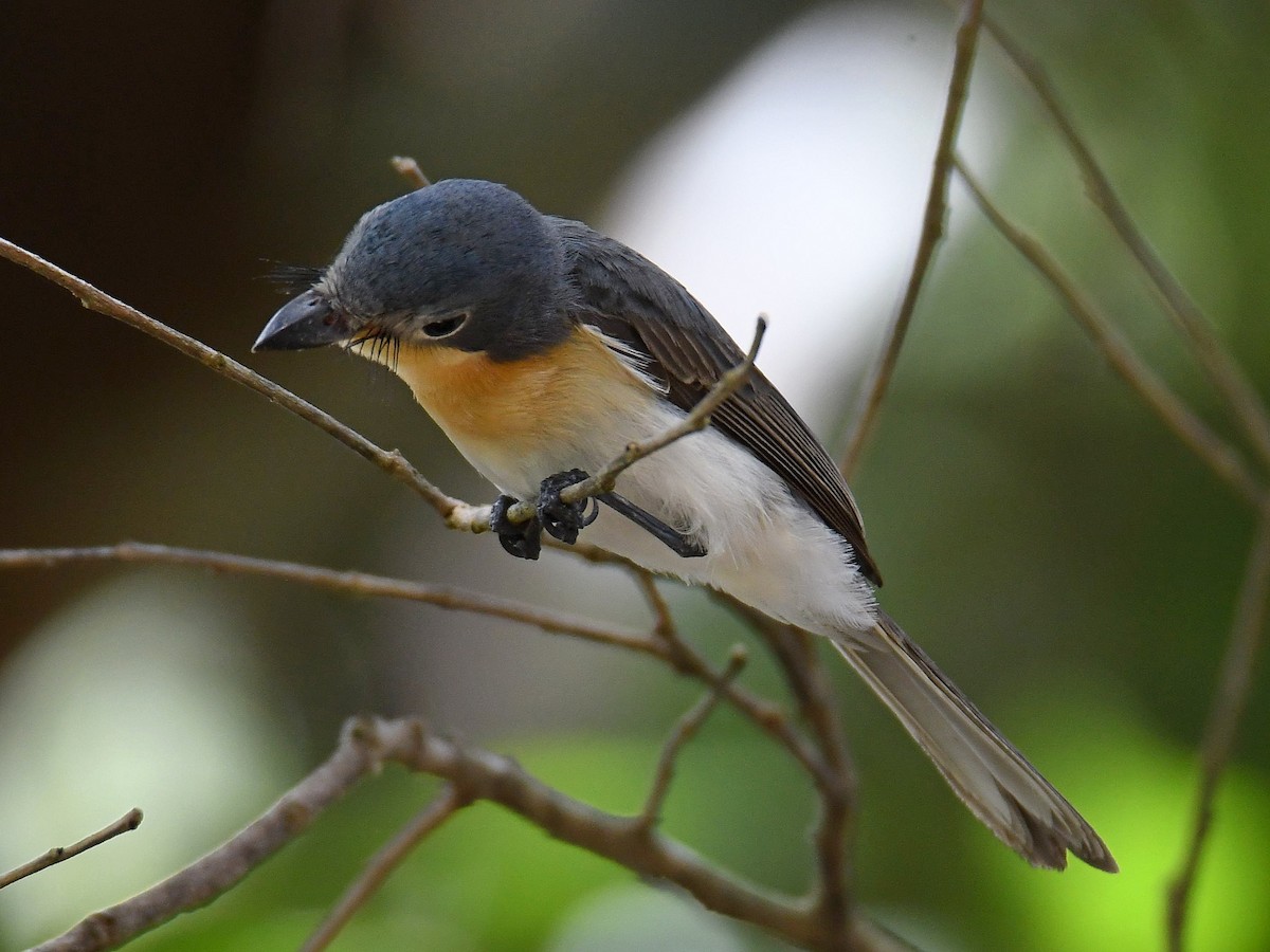 Broad-billed Flycatcher - ML616885693