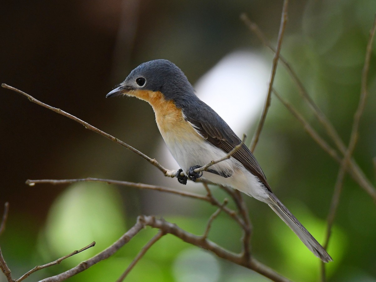 Broad-billed Flycatcher - Alex Rogers