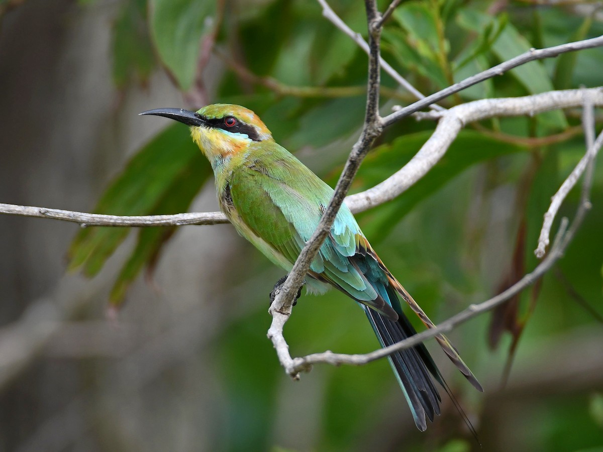 Rainbow Bee-eater - ML616885728