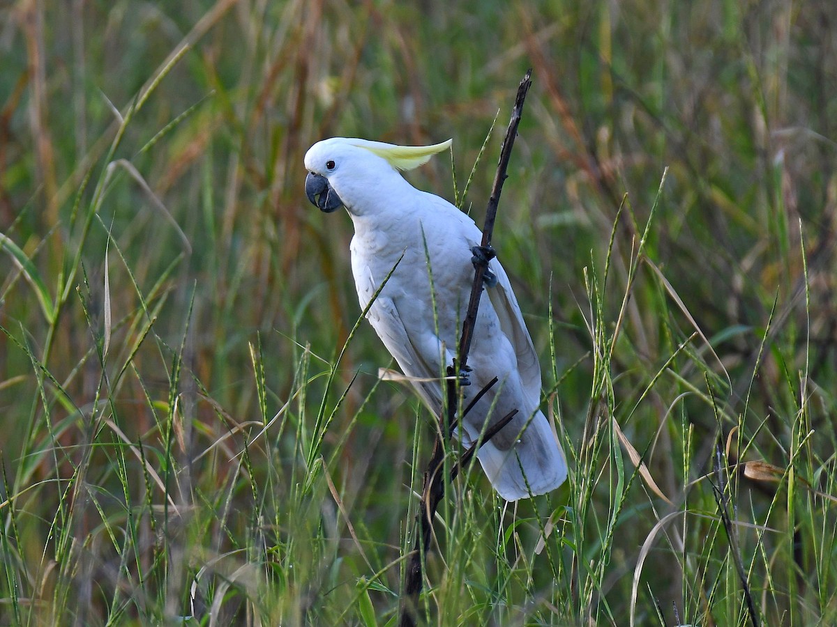 Sulphur-crested Cockatoo - ML616885730