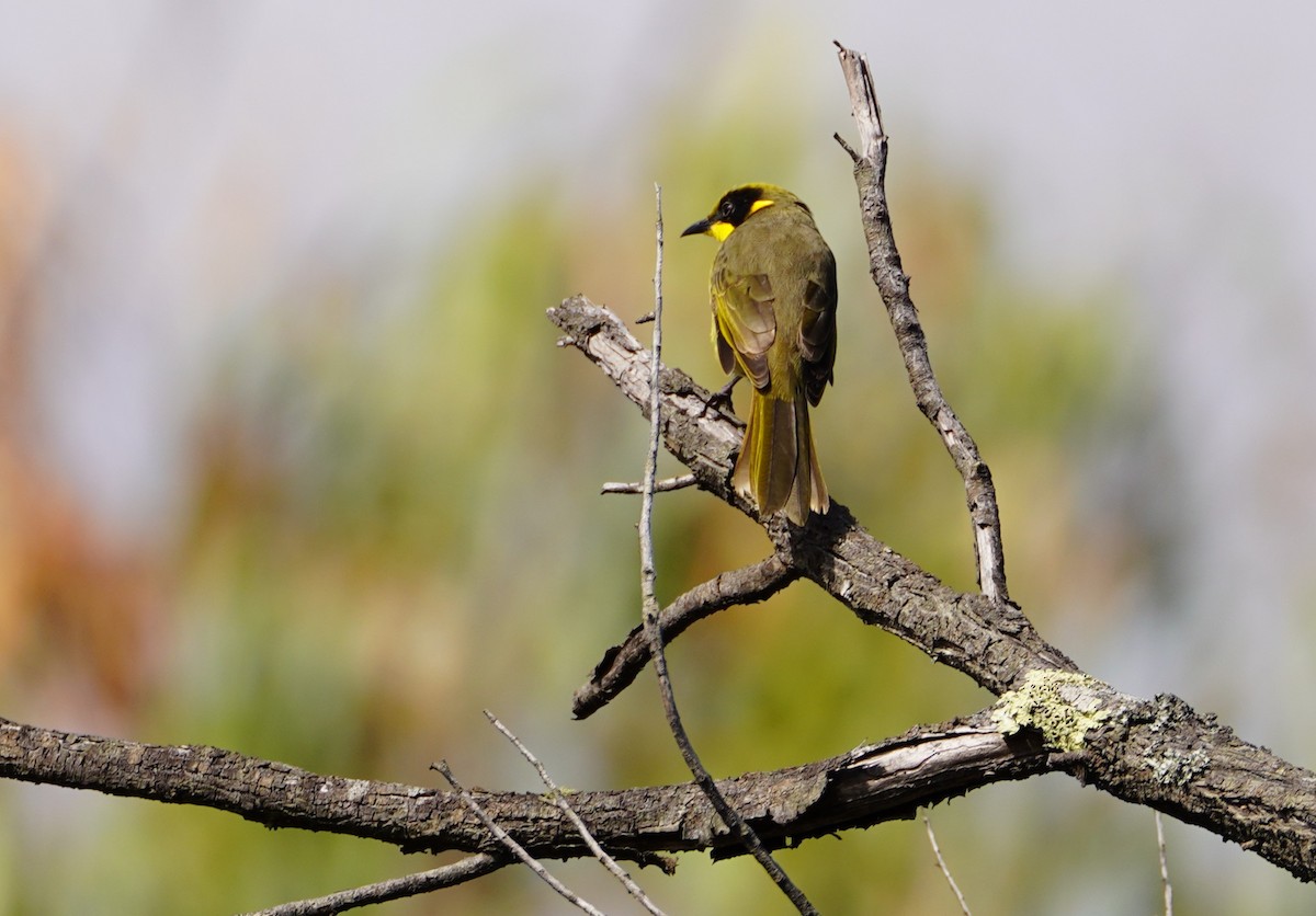 Yellow-tufted Honeyeater - ML616885743