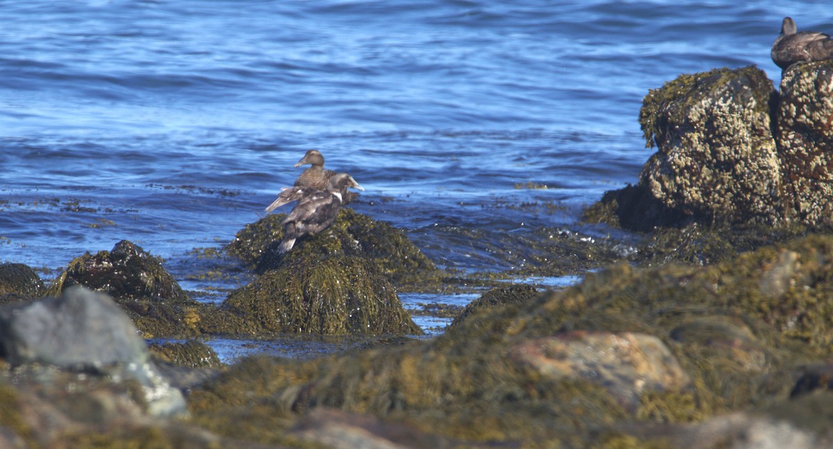 Common Eider - ML616885745