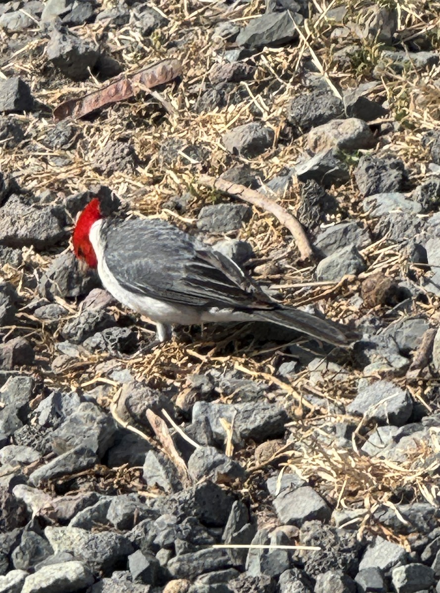 Red-crested Cardinal - ML616885766