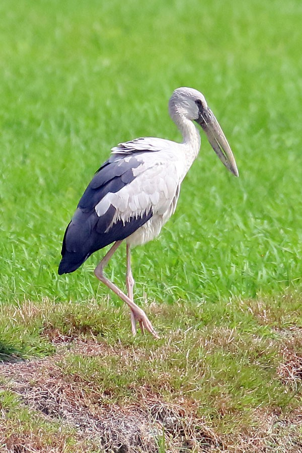 Asian Openbill - Robert Dolezal