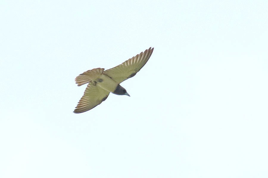 White-breasted Woodswallow - Robert Dolezal