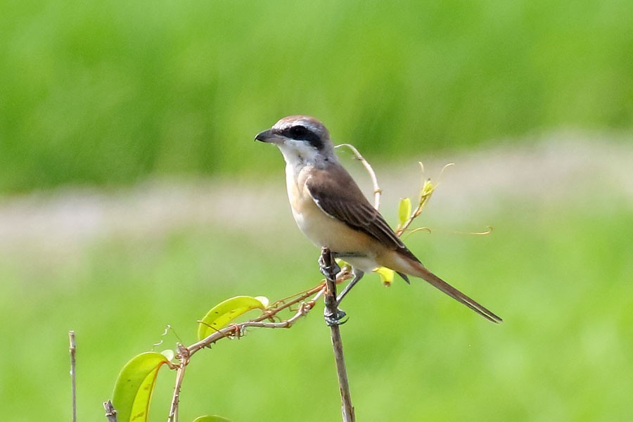 Brown Shrike - Robert Dolezal