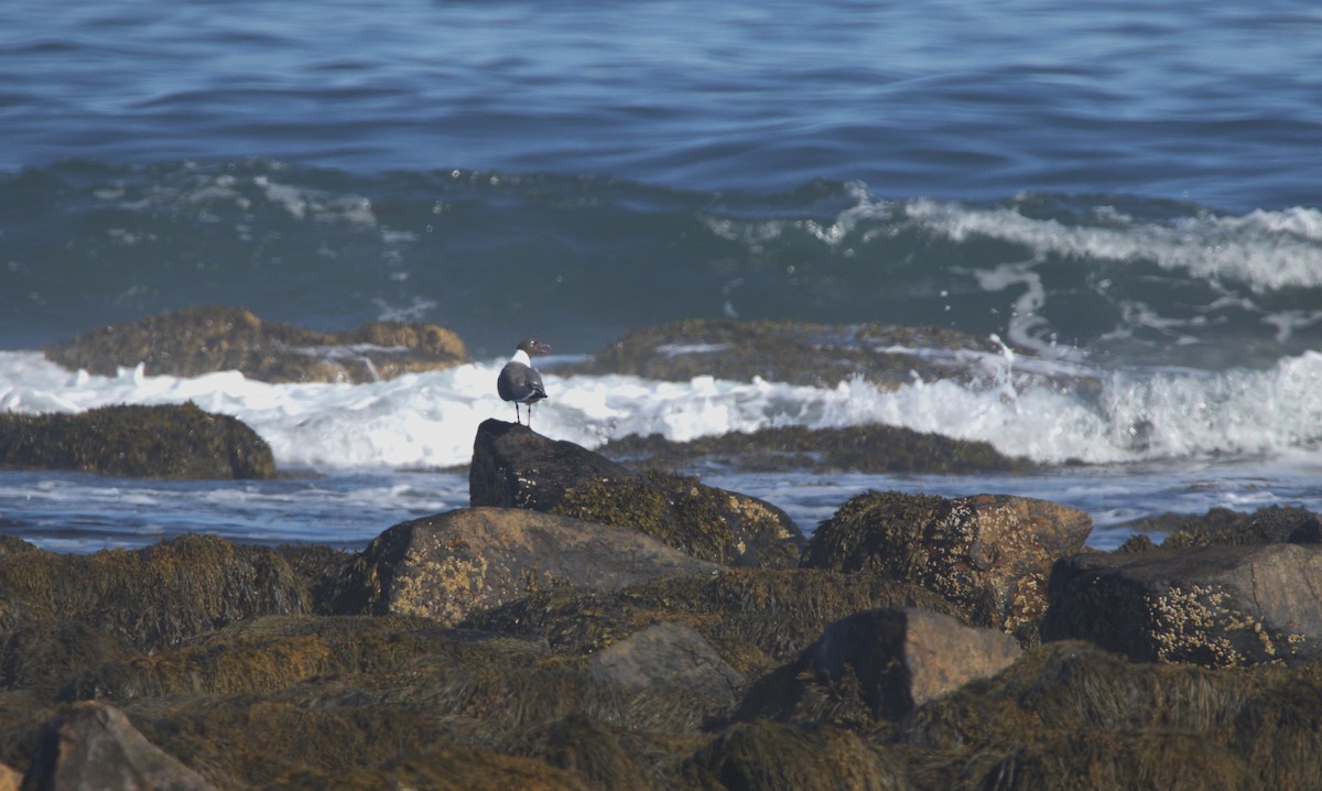 Laughing Gull - ML616885811