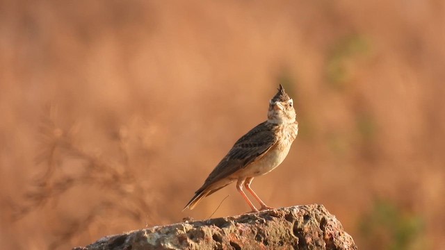 Oriental Skylark - ML616885847