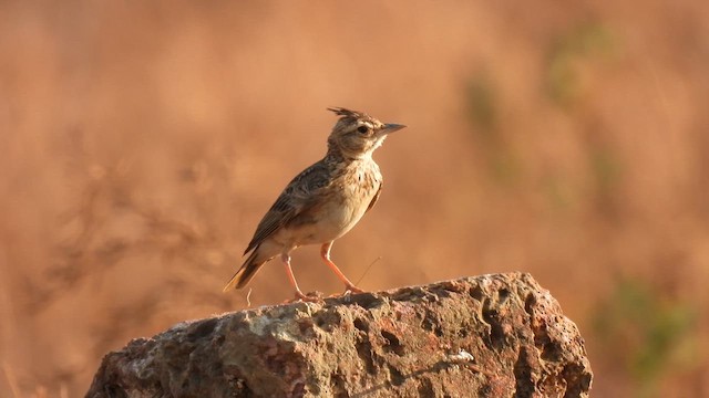 Oriental Skylark - ML616885850