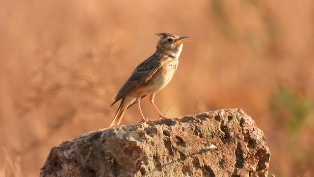 小雲雀 - ML616885898