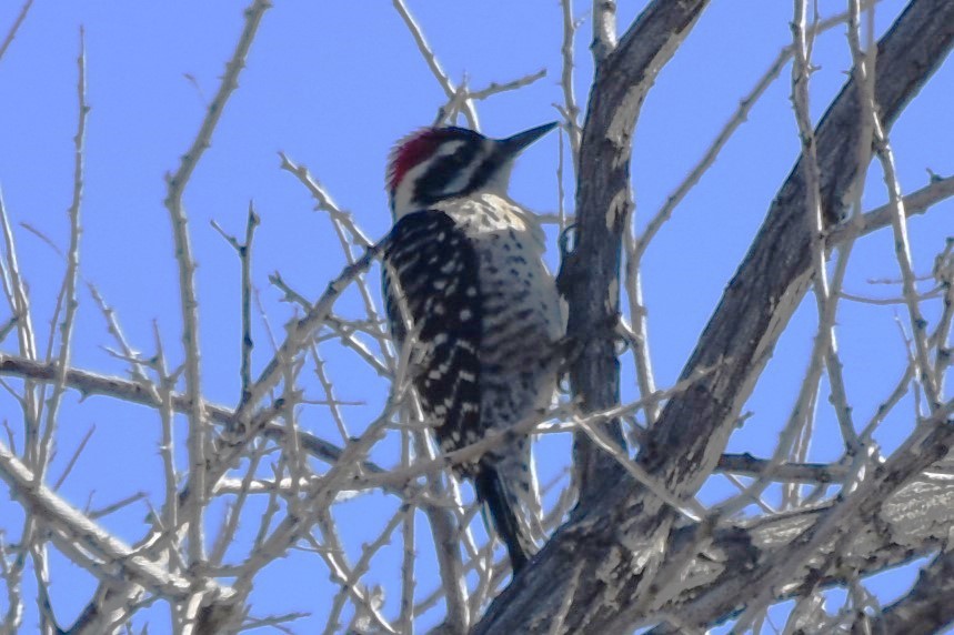 Nuttall's/Ladder-backed Woodpecker - ML616885901