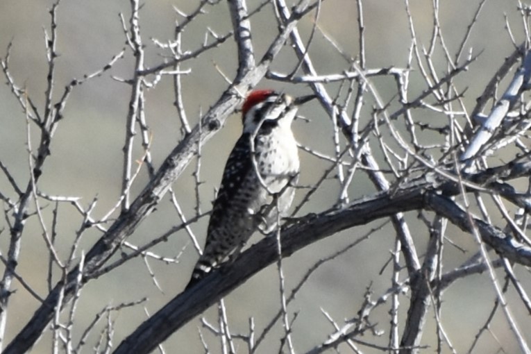 Nuttall's/Ladder-backed Woodpecker - ML616885902