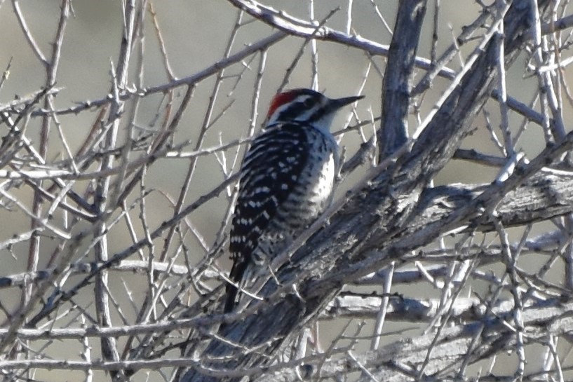 Nuttall's/Ladder-backed Woodpecker - ML616885903