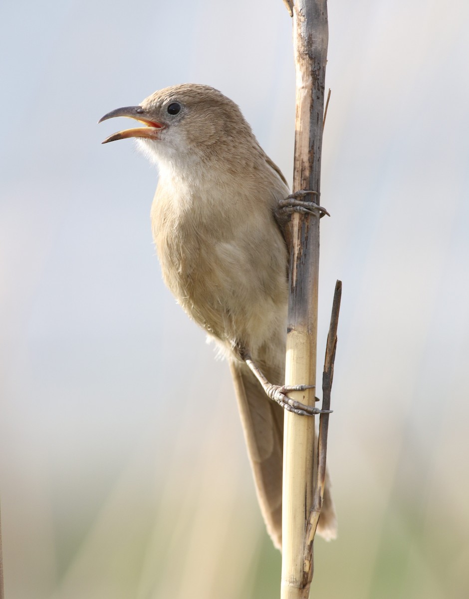 Iraq Babbler - ML616885928