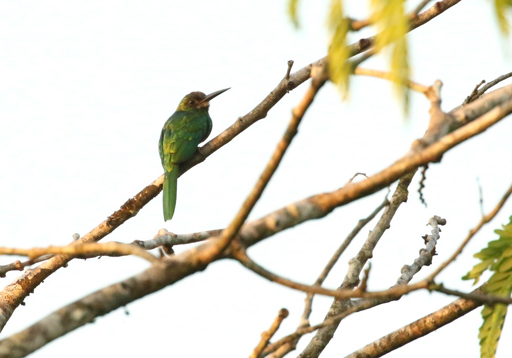 White-chinned Jacamar - Matt Hysell