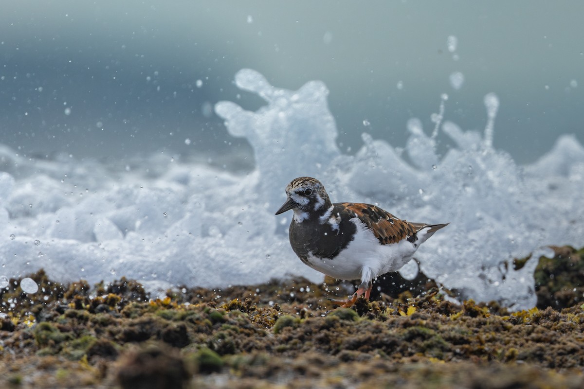 Ruddy Turnstone - ML616886002