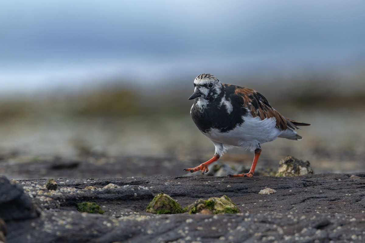 Ruddy Turnstone - ML616886003