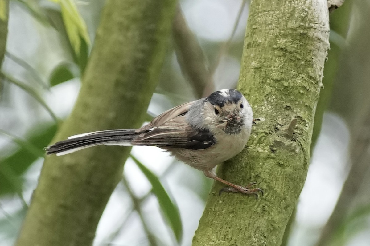 Silver-throated Tit - ML616886013