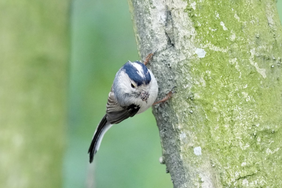 Silver-throated Tit - ML616886014