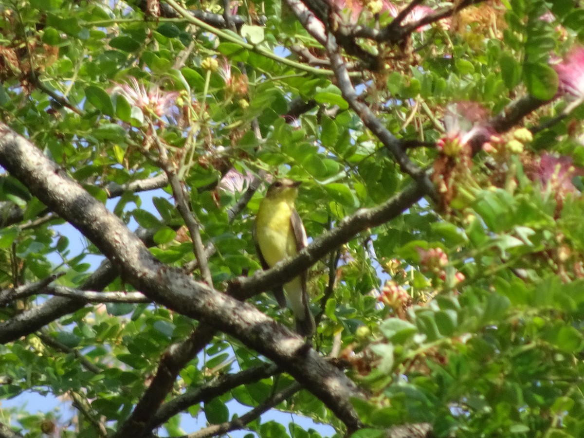 Yellow-rumped Flycatcher - ML616886042