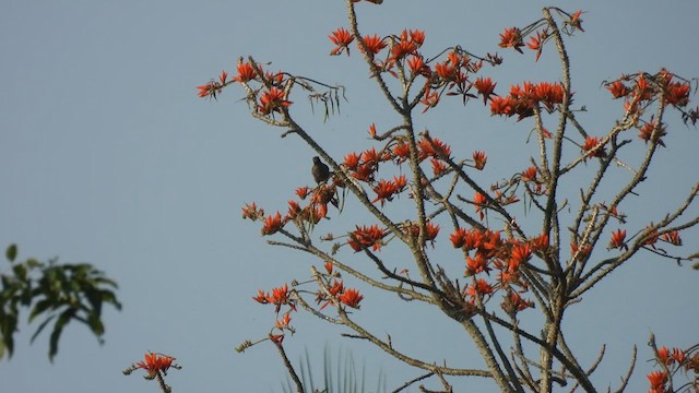 Indian Blackbird - ML616886068