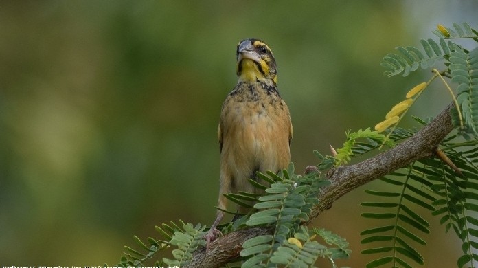 Black-breasted Weaver - ML616886083