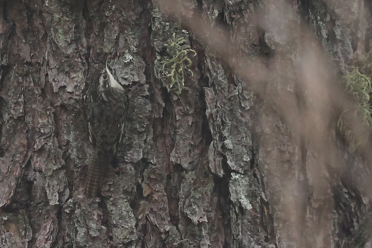 Bar-tailed Treecreeper - ML616886124