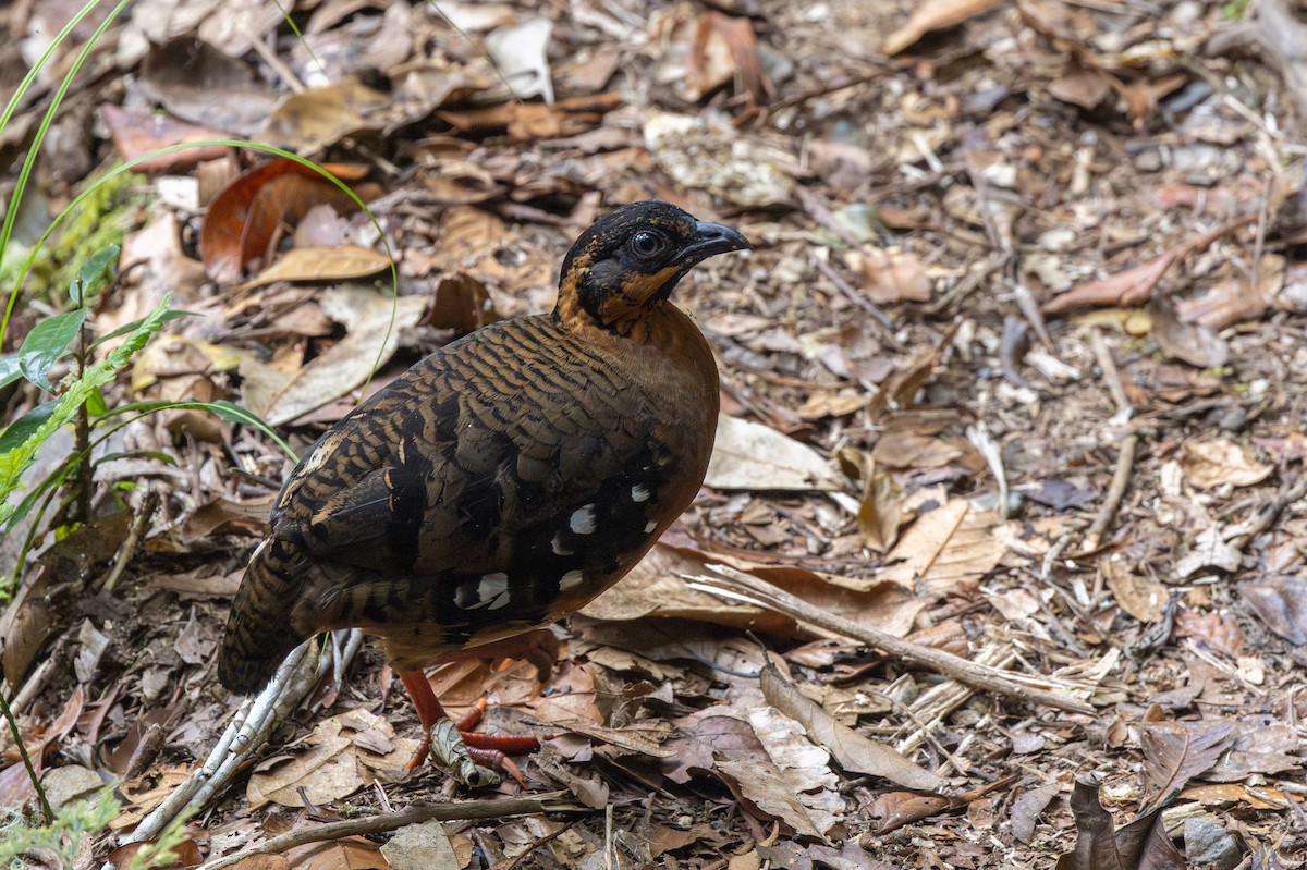 Red-breasted Partridge - Yann Muzika