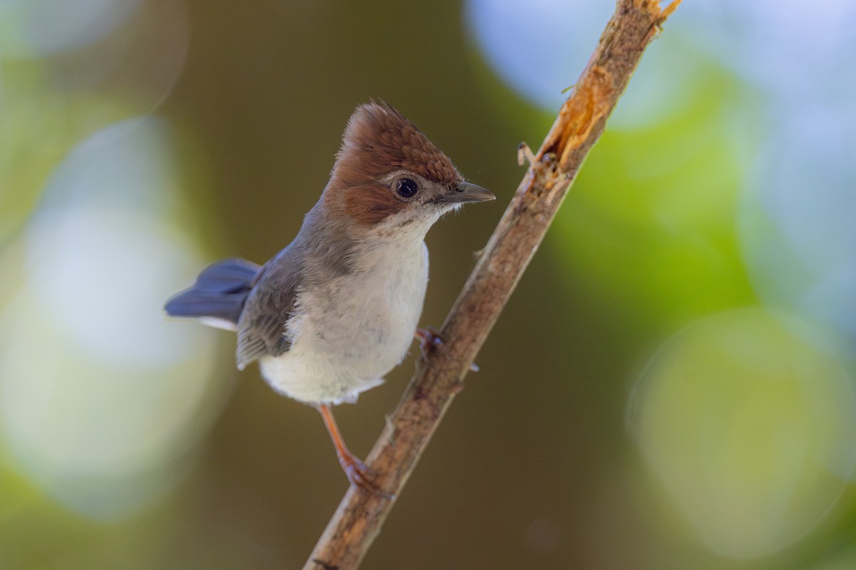 Chestnut-crested Yuhina - ML616886153