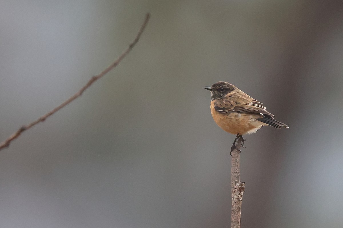 Siberian Stonechat - Krishnan Sivasubramanian