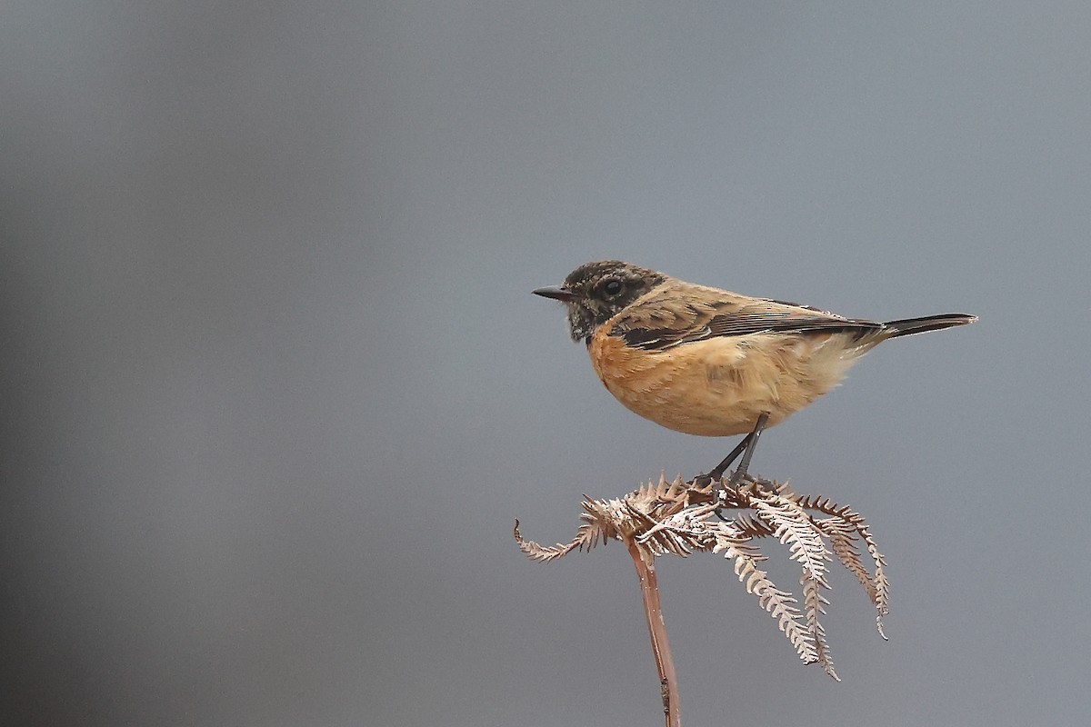 Siberian Stonechat - Krishnan Sivasubramanian