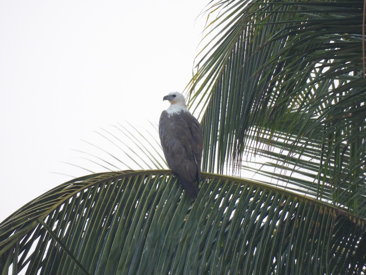White-bellied Sea-Eagle - shyamkumar puravankara