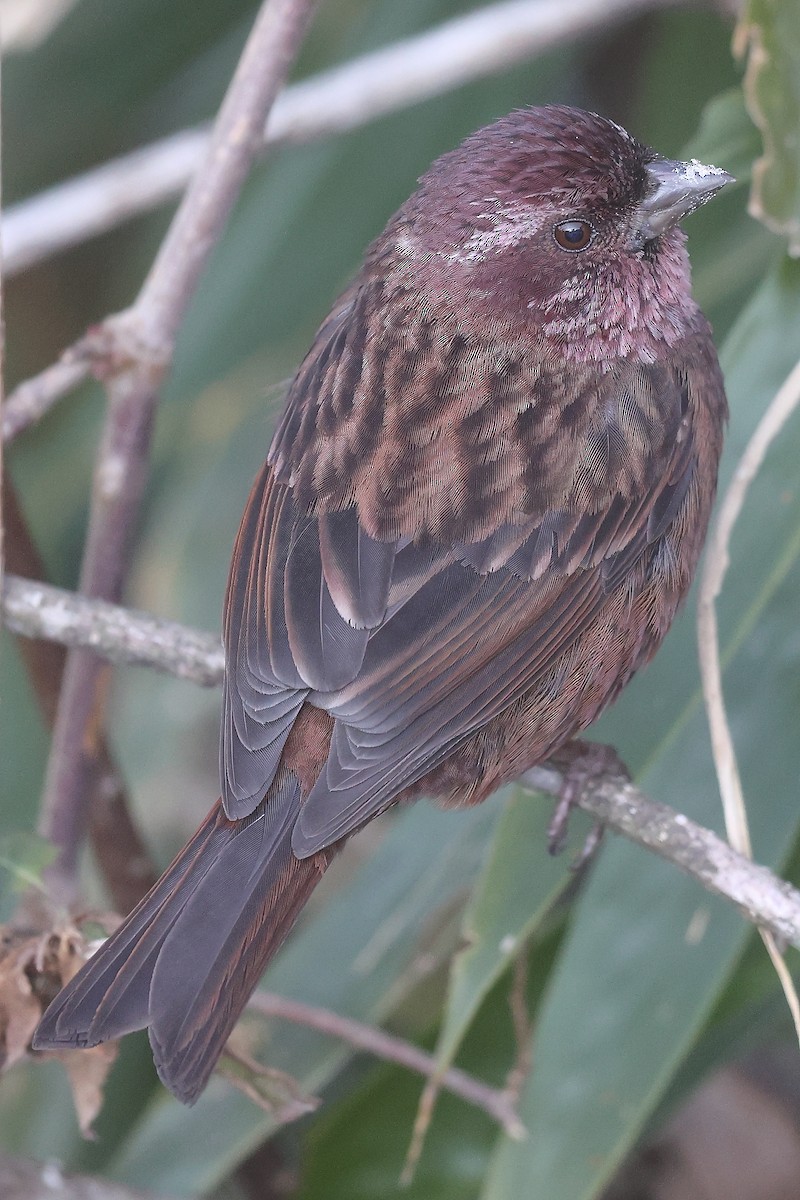 Dark-rumped Rosefinch - Krishnan Sivasubramanian