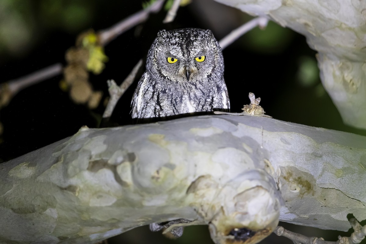 Cyprus Scops-Owl - ML616886207