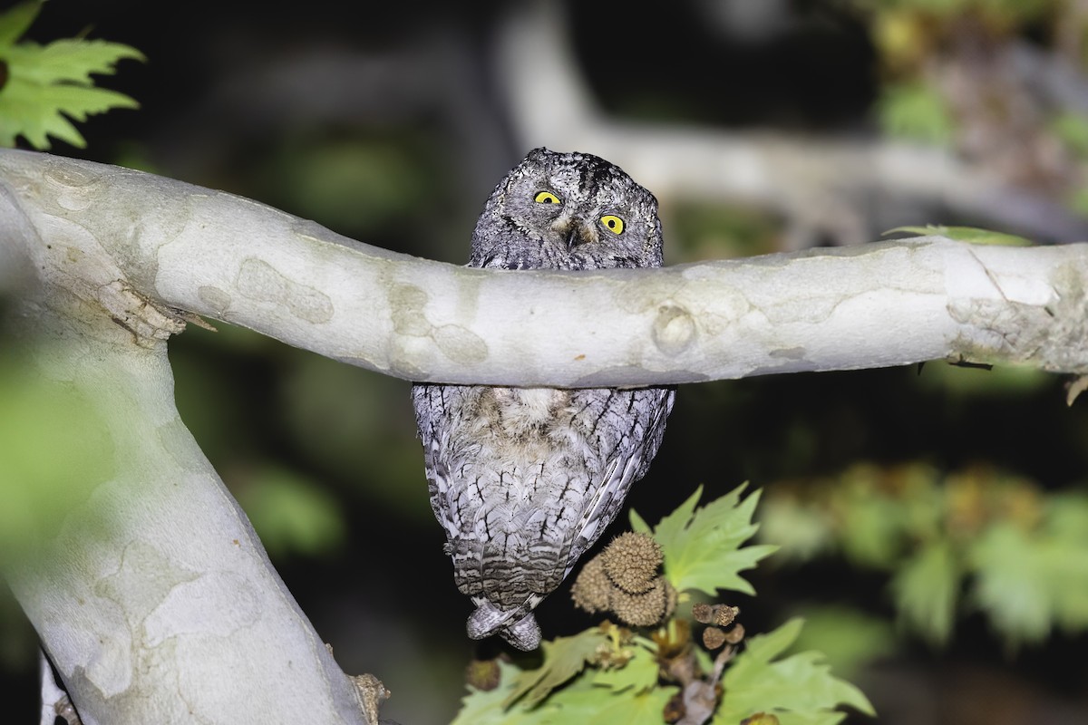 Cyprus Scops-Owl - ML616886209