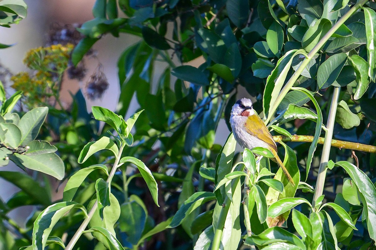 Gray-capped Warbler - ML616886257