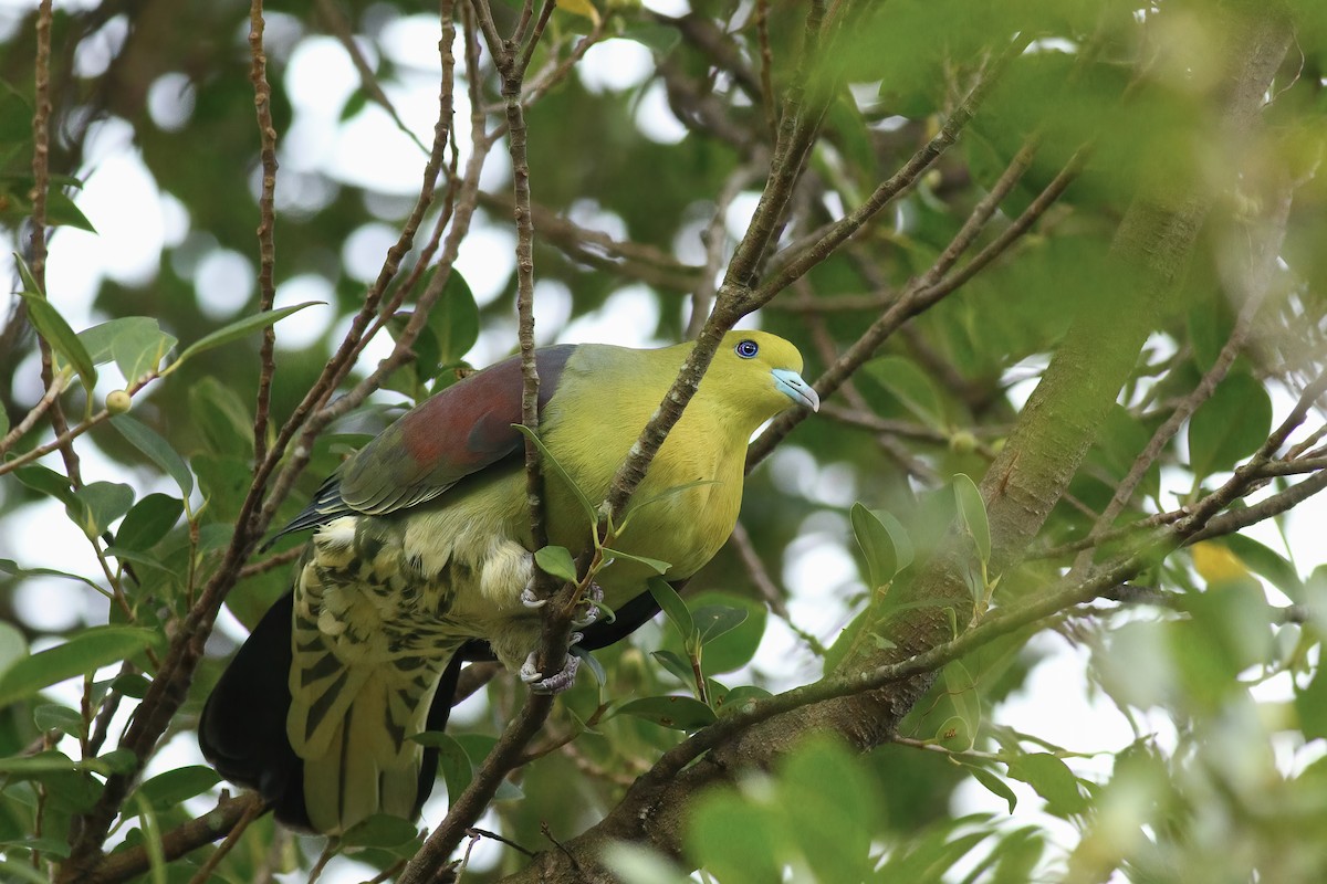 White-bellied Green-Pigeon - ML616886265