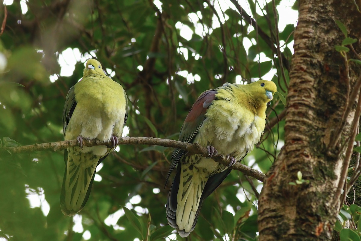 White-bellied Green-Pigeon - ML616886296