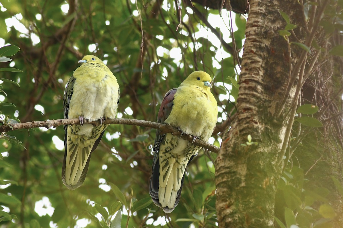 White-bellied Green-Pigeon - ML616886343