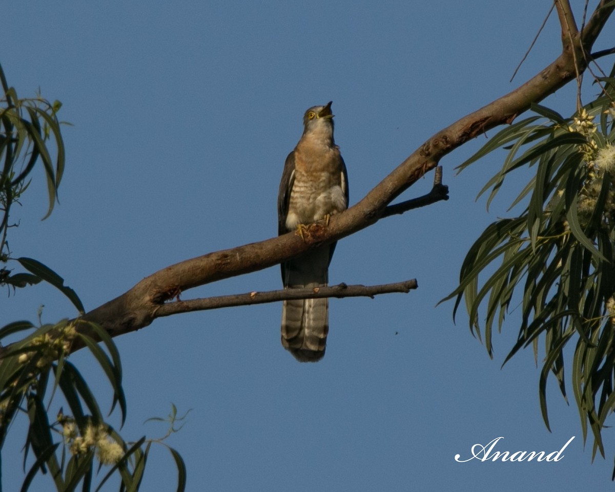 Common Hawk-Cuckoo - ML616886374