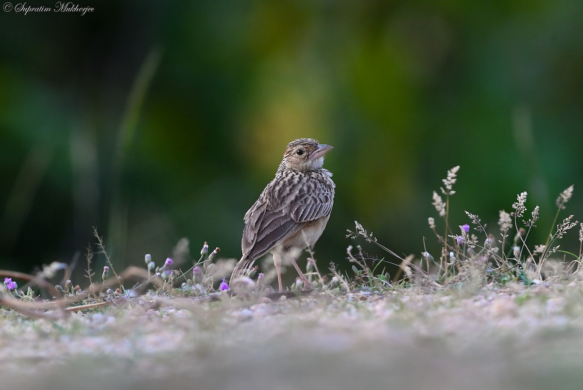 Jerdon's Bushlark - ML616886404