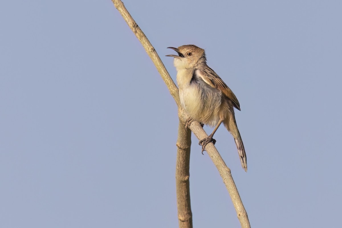 Winding Cisticola - ML616886407