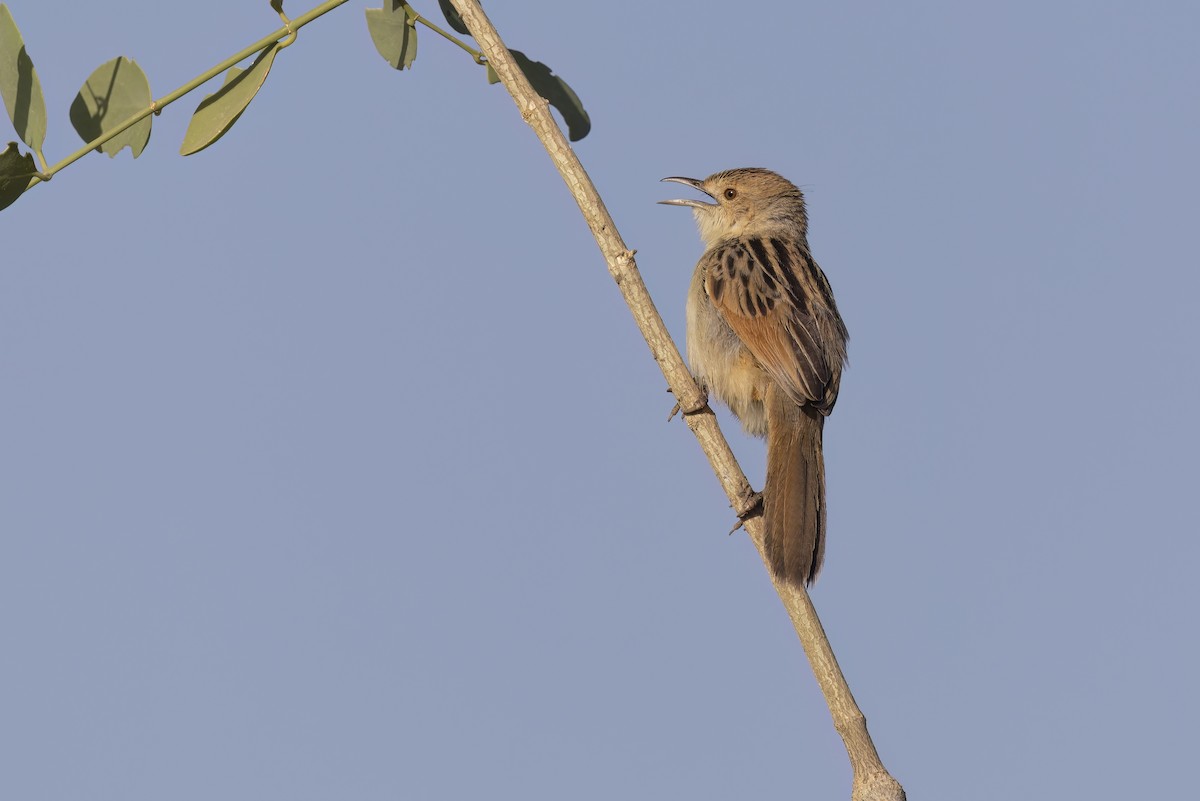 Winding Cisticola - ML616886409