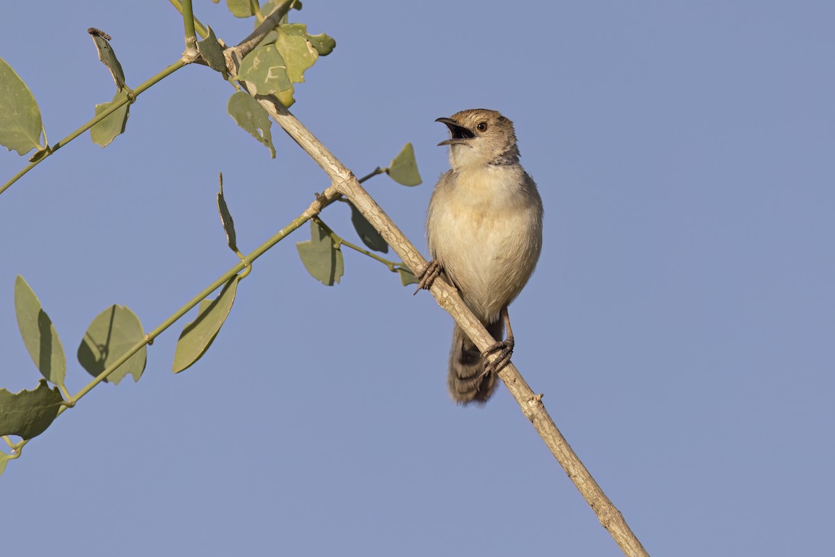 Winding Cisticola - ML616886410